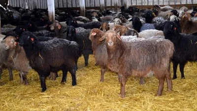 Курдючные овцы | Калужский Эдильбай, КФХ