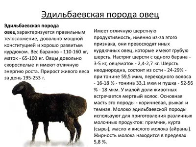 Породы овец - какие есть лучшие, виды, характеристики, описание | Шкуркин.Ру