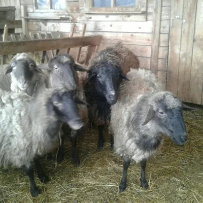 В Томском районе начали разводить овец эдильбаевской породы -  Рамблер/финансы