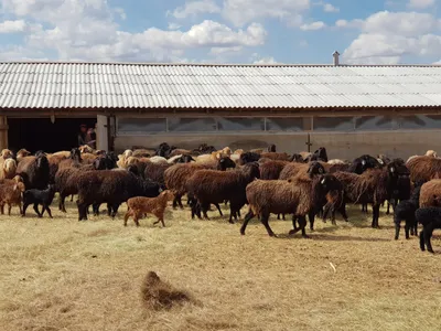 Министерство сельского хозяйства Забайкальского края | Забайкальские  фермеры приобрели 80 баранов-производителей в Волгоградской области
