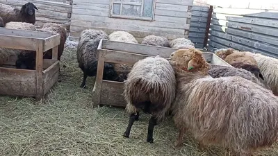 Продаются овцы курдючные, гиссары, эдильбаевские - Одесская обл —  Agro-Ukraine