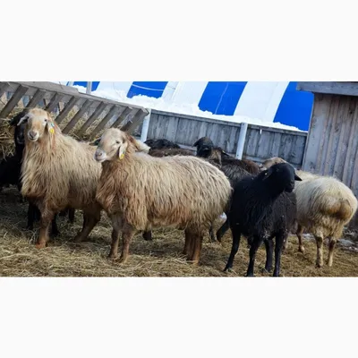 Магомедали Абдуллаев: «Эдильбаевская порода овец – самая экономически  выгодная» | Информационный портал РИА \"Дагестан\"