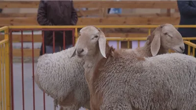 Курдючные овцы - разведение и советы по содержанию
