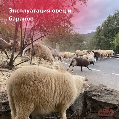 Овцы и бараны Эдильбаевские купить на Зозу.ру