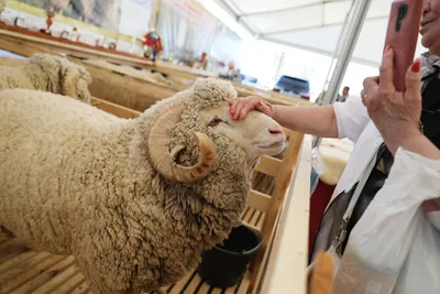 Мясо, шерсть и молоко: благодаря господдержке поголовье овец и коз в  Самарской области увеличилось почти на 6 тыс. | СОВА - главные новости  Самары