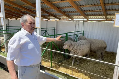 Житель Жуковского района благодаря соцконтракту приобрел 10 голов овец  эдильбаевской породы | РИА Стрела | РИА «Стрела»