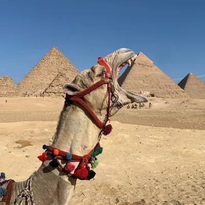 Смешные картинки египет (49 фото) » Юмор, позитив и много смешных картинок
