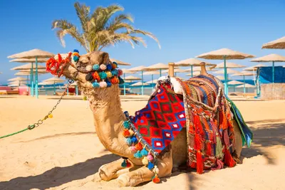 6 вопросов перед поездкой в Египет | Smapse News: Образование и наука | Дзен