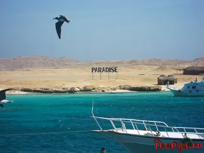 Райский остров Paradise в Хургаде - Египет, Красное море - Itonga.ru