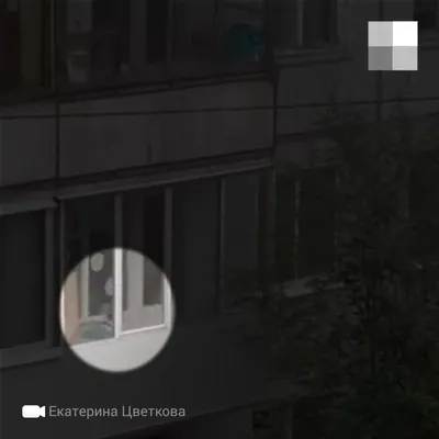 В Архангельске на видео сняли крыс, которые по дереву поднялись на второй  этаж - 28 мая 2021 - 29.ru