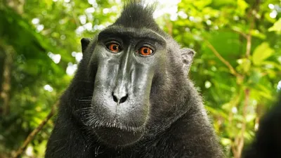 Фото еды, селфи обезьяны и голый Эйнштейн: 7 самых нелепых разбирательств  из-за авторского права | IPCA