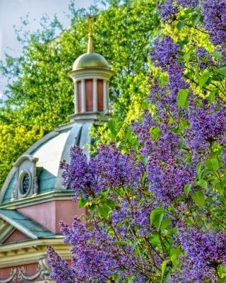 Екатерининский парк 💐#москваялюблютебя #цветы #екатерининскийпарк #москва  #сирень | Цветы, Сирень, Парк