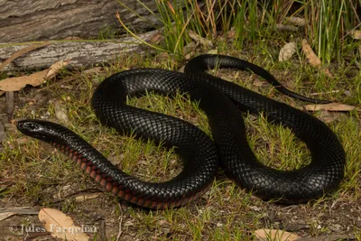 File:Bitis inornata 2.jpg - Wikimedia Commons