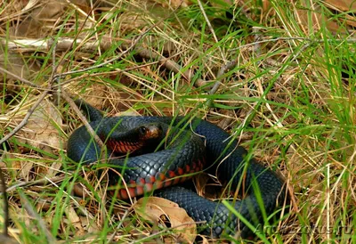 Черная змея (лат.Pseudechis porphyriacus)