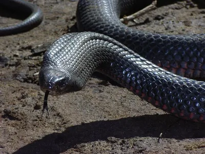 Змея краснобрюхая черная, или чёрная ехидна (Pseudechis porphyriacus)