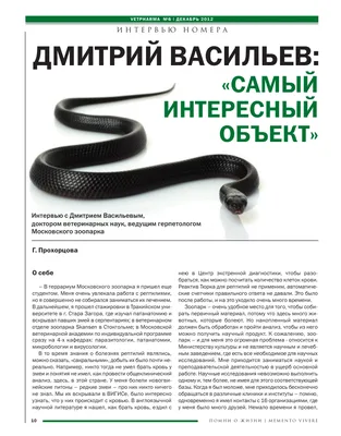 Животные Австралия: Ехидна Утконос Страуса Эму Сумчатый Дьявол Какаду  Попугай Вомбат Змея Черепаха Крокодил Кенгуру Динго Осьминог Рыба.  Бесшовные На Белом Фоне. Векторная Иллюстрация Клипарты, SVG, векторы, и  Набор Иллюстраций Без Оплаты