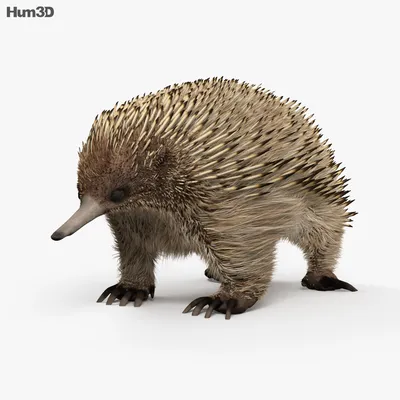 С анимацией Ехидна 3D модель - Животные на Hum3D