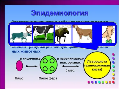 КЛИНИЧЕСКИЙ СЛУЧАЙ В ХИРУРГИЧЕСКОЙ ПРАКТИКЕ: ЭХИНОКОККОЗ ПЕЧЕНИ