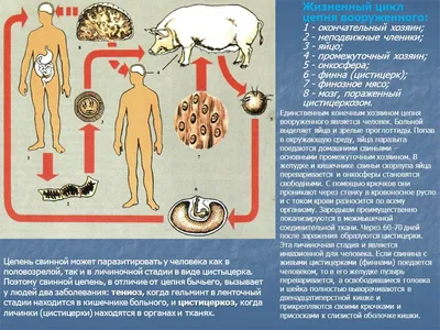 Рассказываем о болезнях животных, опасных для человека, и как не заразиться  | Новости Переволоцкого района