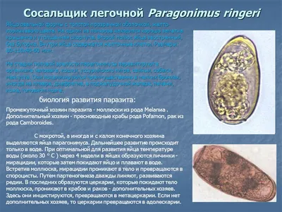 КЛИНИЧЕСКИЙ СЛУЧАЙ В ХИРУРГИЧЕСКОЙ ПРАКТИКЕ: ЭХИНОКОККОЗ ПЕЧЕНИ – тема  научной статьи по клинической медицине читайте бесплатно текст  научно-исследовательской работы в электронной библиотеке КиберЛенинка