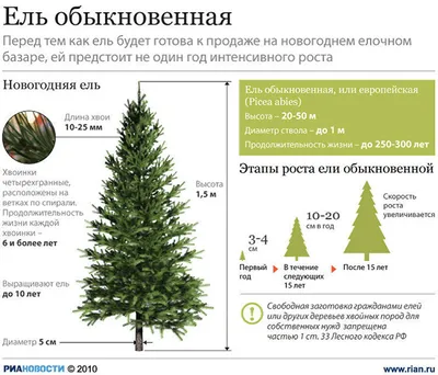 Этапы роста елей - РИА Новости, 20.12.2010