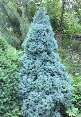 Ель канадская Коника Блю (Picea Conica Blue) - описание сорта, фото,  саженцы, посадка, особенности ухода. Дачная энциклопедия.