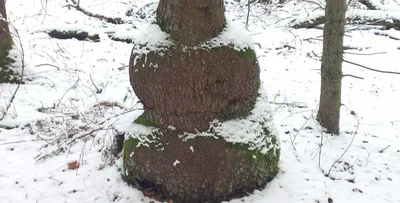 Ель-снеговик обнаружили в Беловежской пуще — фото | Новости Беларуси |  euroradio.fm