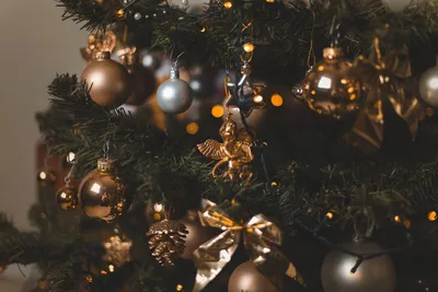 Новый год все ближе: советы для покупки праздничной елки - SakhalinMedia