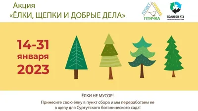 В Сургуте отслужившие елки отправят на удобрения | Ямал-Медиа