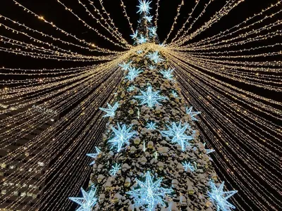 Для городов Мурманской области покупают новогодние елки | Информационное  агентство «Би-порт»