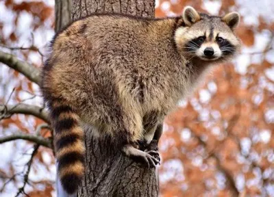 Енот-полоскун -Raccoon. Photographer Etkind Elizabeth