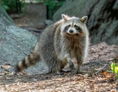 Young Wet Raccoon. Енот-полоскун. Фотограф Etkind Elizabeth