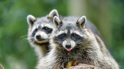 Young Wet Raccoon. Енот-полоскун. Фотограф Etkind Elizabeth