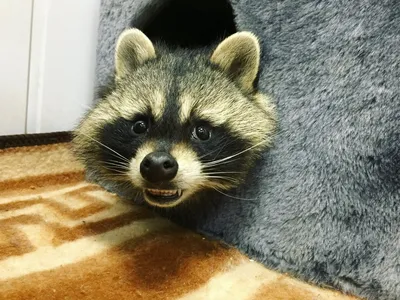 Енот-полоскун -Raccoon. Photographer Etkind Elizabeth