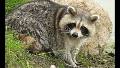 Енот-полоскун -Raccoon. Photographer Etkind Elizabeth