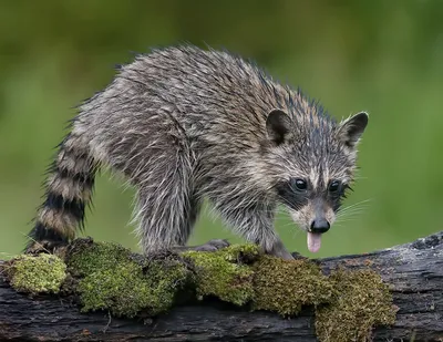 Young Wet Raccoon. Енот-полоскун. Photographer Etkind Elizabeth