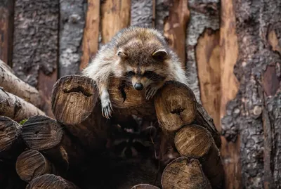 Енот-полоскун -Raccoon. Photographer Etkind Elizabeth