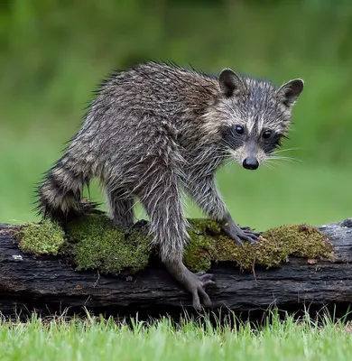 Raccoon - Енот- полоскун | Милые детеныши животных, Животные, Детеныши  животных