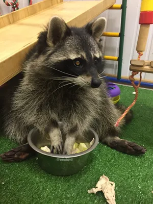 Young Wet Raccoon. Енот-полоскун. Photographer Etkind Elizabeth