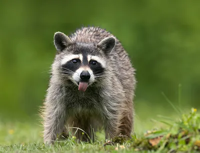 Енот-полоскун -Raccoon. Photographer Etkind Elizabeth