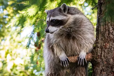 Енот-полоскун или американский енот. Raccoon. Stock Photo | Adobe Stock