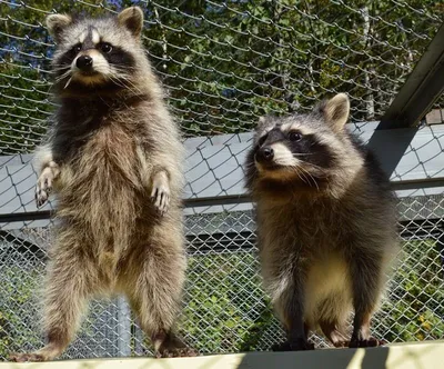 Енот-полоскун малыш - Raccoon Baby Wet | Фотосайт СуперСнимки.Ру