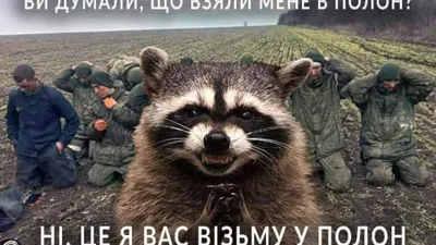 Енот Херсон - приколы, шутки и мемы про животное, которое украли в Крым -  Телеграф