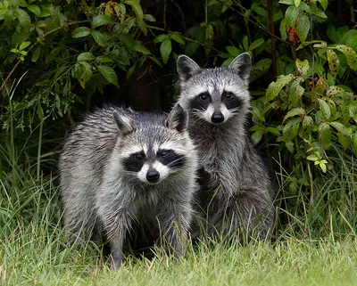 Raccoon Family - Енот- полоскун. Фотограф Etkind Elizabeth