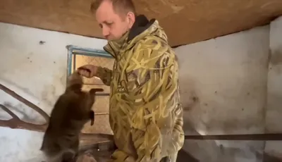 В Херсоне россияне украли енота и сняли на видео - сколько еще животных  забрали с собой - 24 Канал