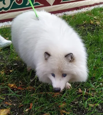 Песценот Вовчик,белый щенок енотовидной собаки | Пикабу
