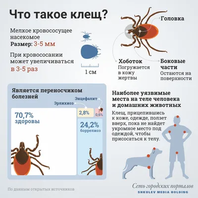 Как защитить себя от клещей, где и за сколько сделать прививку от клещевого  энцефалита, где проверить клеща на энцефалит в Нижегородской области - 12  апреля 2021 - nn.ru