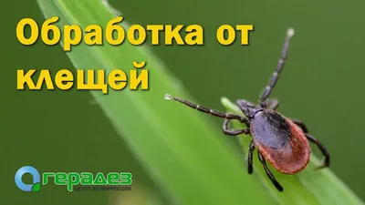 Борьба с иксодовыми клещами на дачном участке