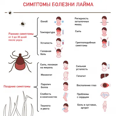 Исследование клеща на инфекции, правила подготовки к сдаче анализа,  расшифровка результатов и показатели нормы.