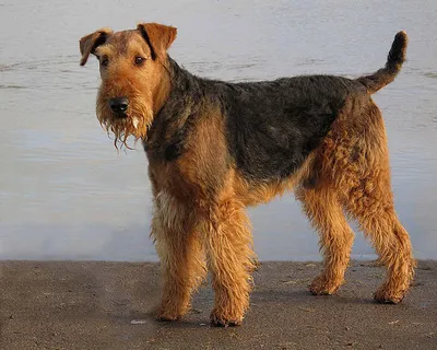 Эрдельтерьер (Airedale Terrier) - порода очень умная, смелая и игривая.  Фото, описание и отзывы о собаке.